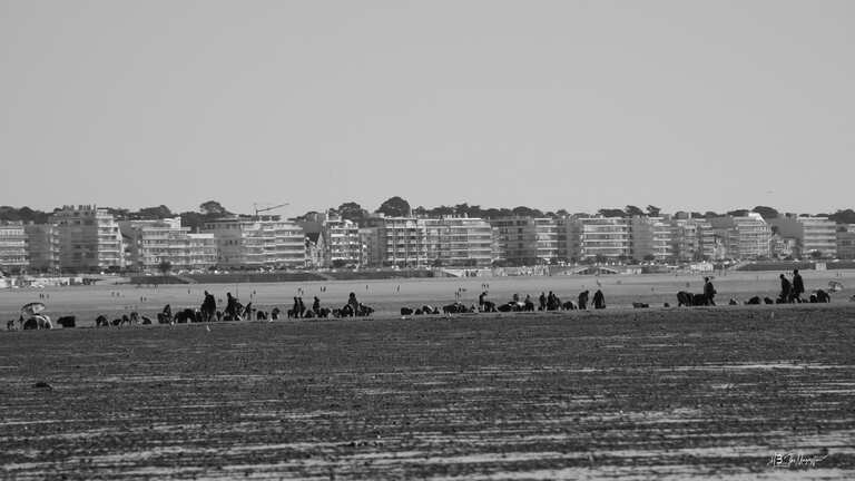 Pêche à pied sur le gisement de coques de La Baule