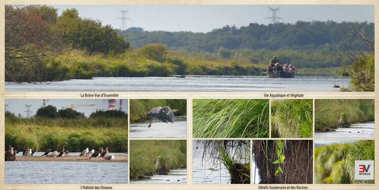 La Grande Brière (Loire-Atlantique) : Détails souterrains des berges - Végétation - Oiseaux - Industrie - Hommes  - Faune - Flore