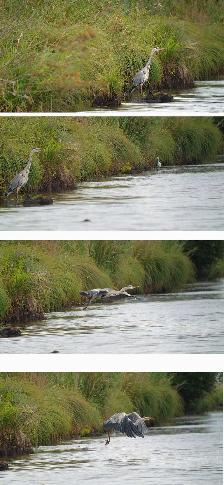Aigrette garzette qui prend son envol en Grande Brière