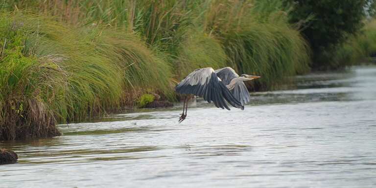 Grande Brière en Loire Aatlantique avec La-Baule-360 : envol d'aigrette garzett