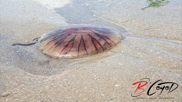 A marée basse : chenal du port de la baule Le Pouliguen