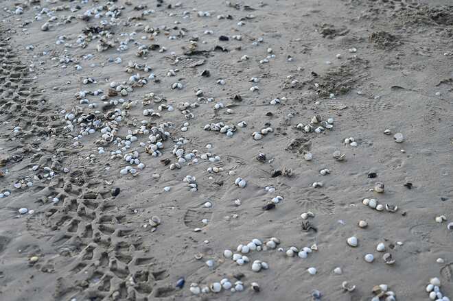 pêche aux coques : mais où sont donc ces coques ?