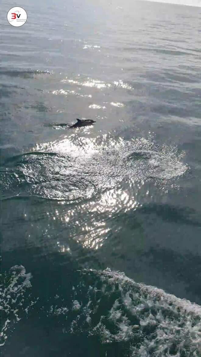 banc de dauphins globicéphales au large de Batz-Sur-Mer et aux alentours du parc éolien Offshore en mer de Saint-Nazaire