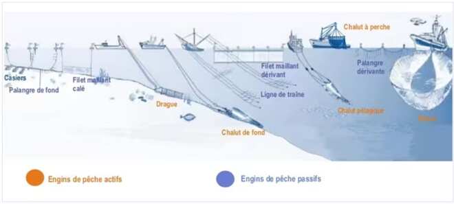 Fresque sur les diférents types de pêche  - chalutage sur le fond des océans