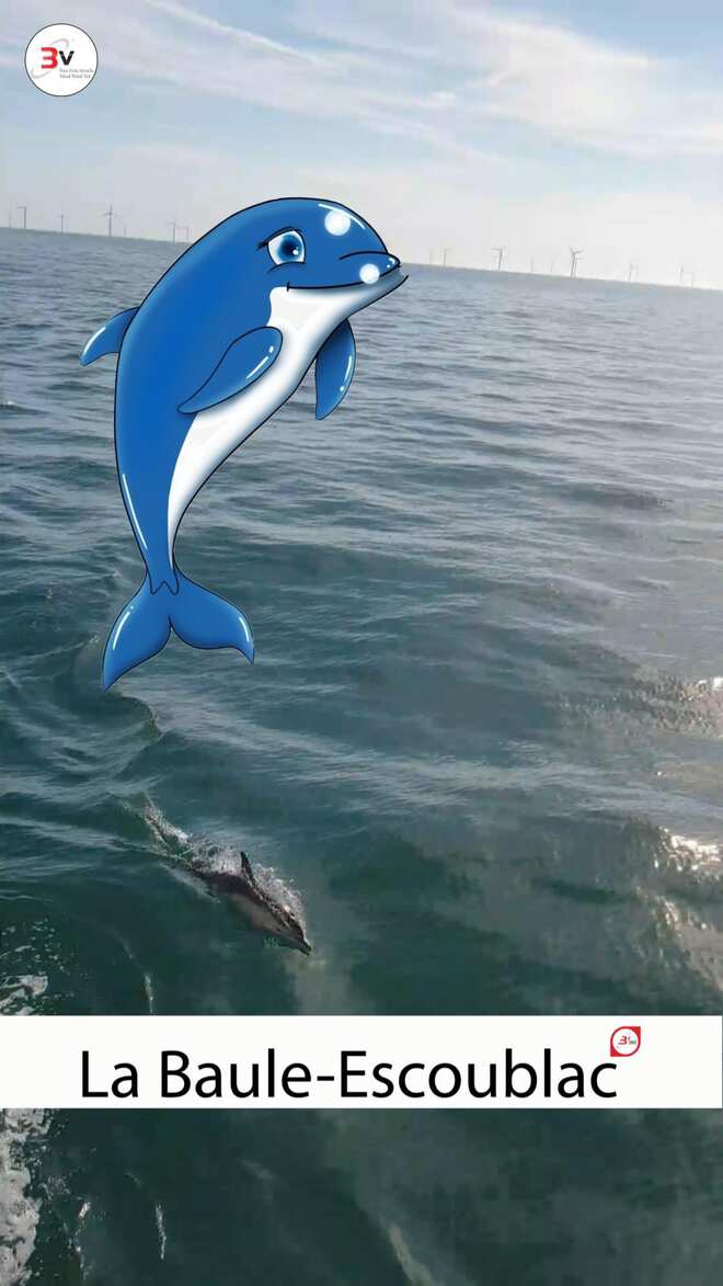 banc de dauphins globicéphales au large de Batz-Sur-Mer et aux alentours du parc éolien Offshore en mer de Saint-Nazaire