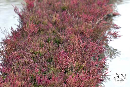 Flore dans les marais salants de Guérande sur terre argileuse