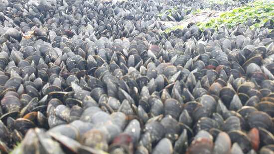 Gisements de moules aux abords immédiats de la sortie du port de La Baule - Le Pouliguen