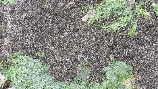 Gisement de moules à quelques encablures du port de La Baule - Le Pouliguen accessibles à pied au sortir de l'étier
