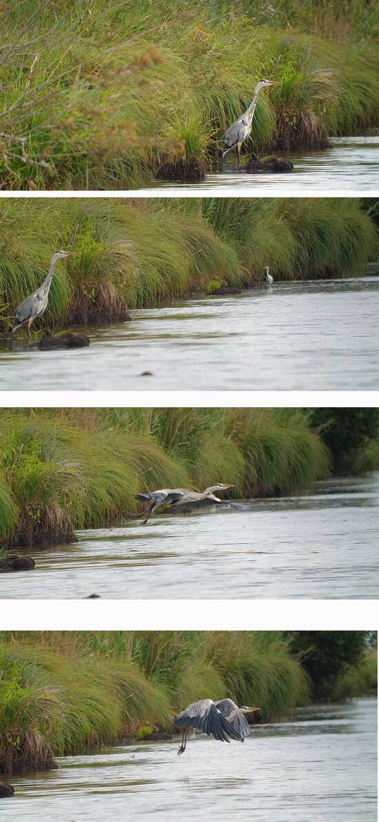 Aigrette garzette à l'affût à l'abri des grandes graminées et cypéracées bordent les canaux