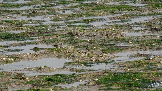 Endroit non propice à la pêche aux coques. Profitez plutôt du paysage, des flots, du vent et des oiseaux !