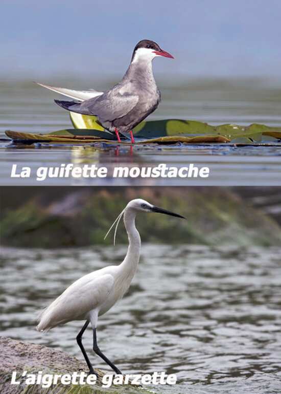 La guifette moustache et l'aigrette garzette : des oiseaux typiques de Grande Brière (Loire-Atlantique)