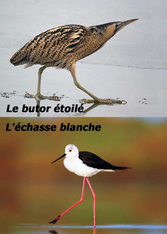 Le butor étoilé et l'échasse blanche : des oiseaux typiques de Grande Brière (Loire-Atlantique)