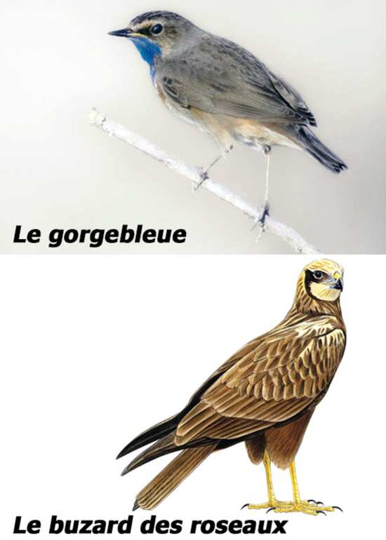 Le gorgebleue et le buzard des roseaux : des oiseaux typiques de Grande Brière (Loire-Atlantique)
