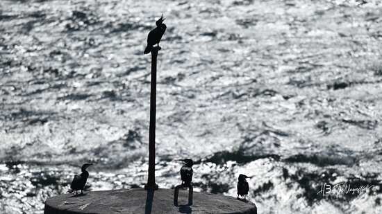 collectif de cormorans au port de La Turballe