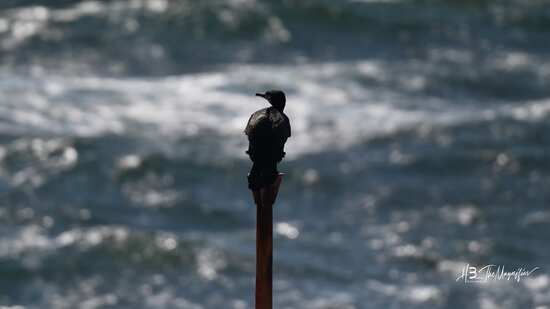 le cormoran en chasse au port de La Turballe