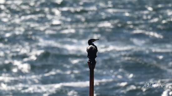 le cormoran en chasse au port de La Turballe