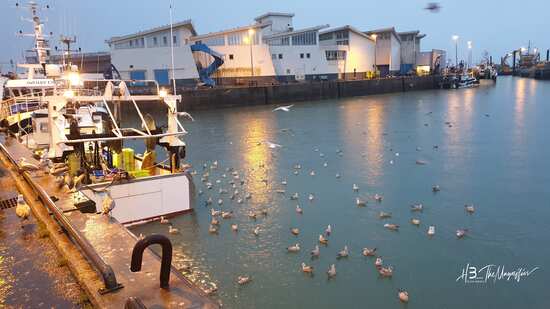port de pêche de la Turballe - mouettes